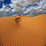 沙漠沙棘