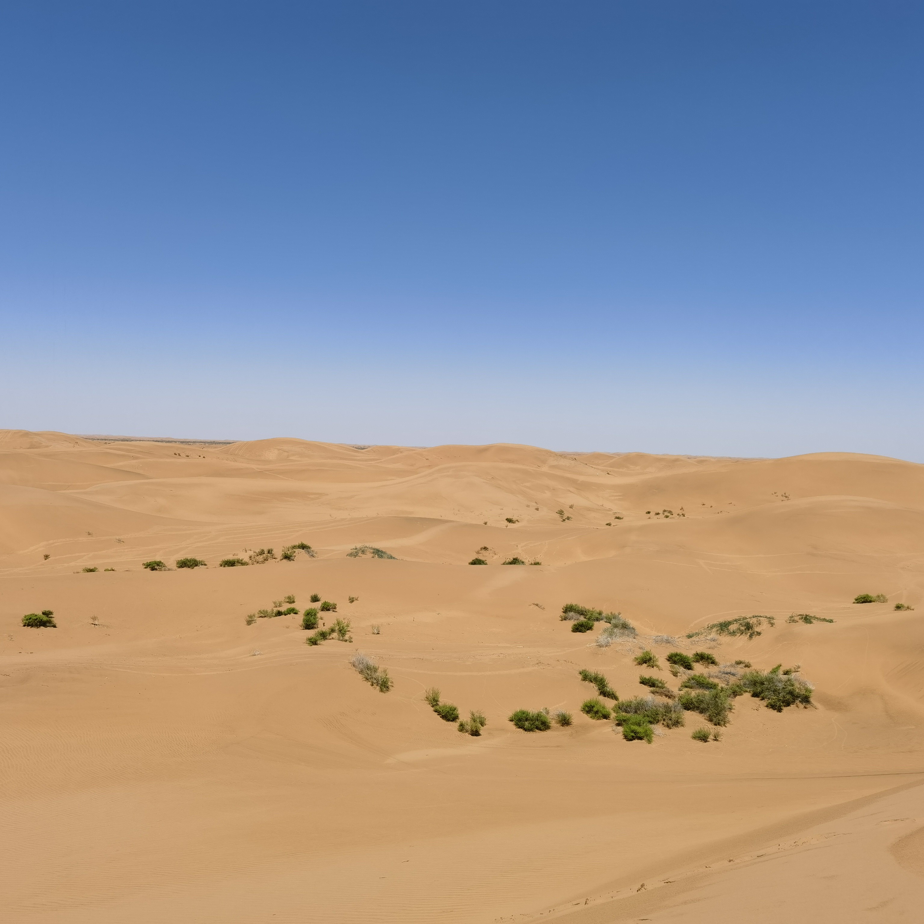沙漠如野