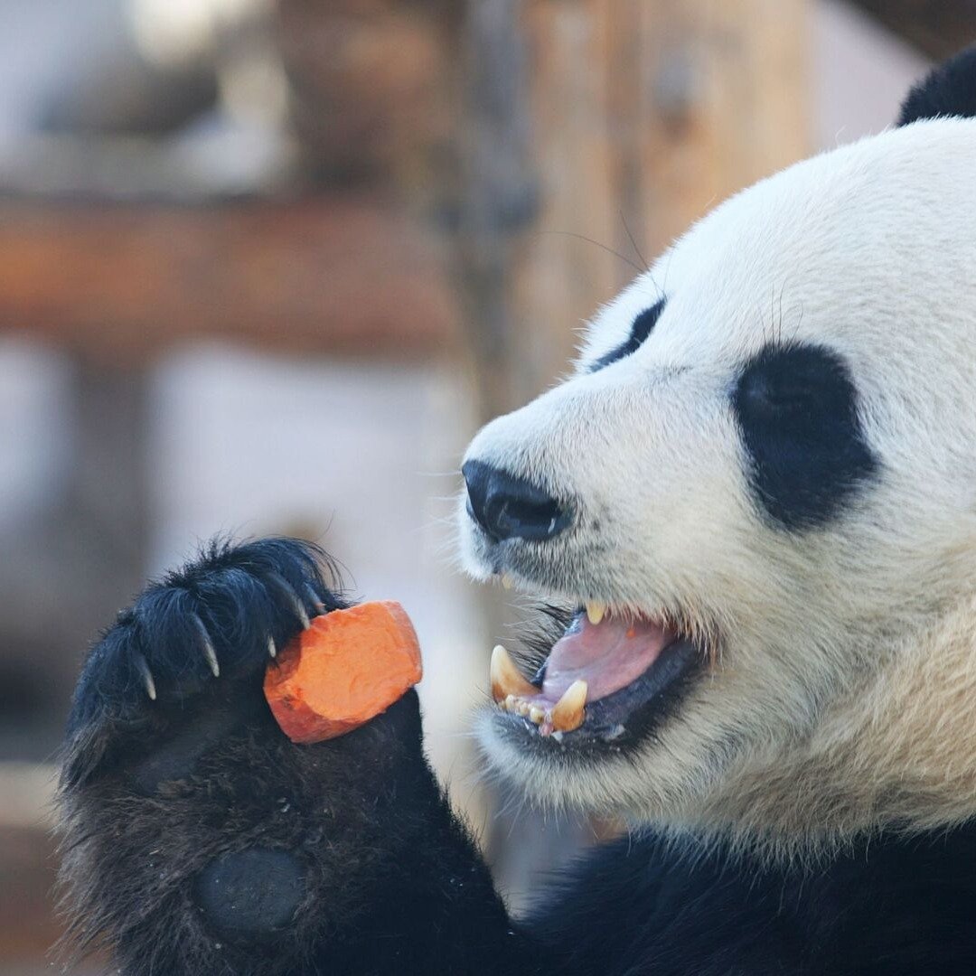 熊猫豆腐