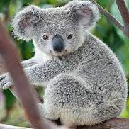 Koala EA