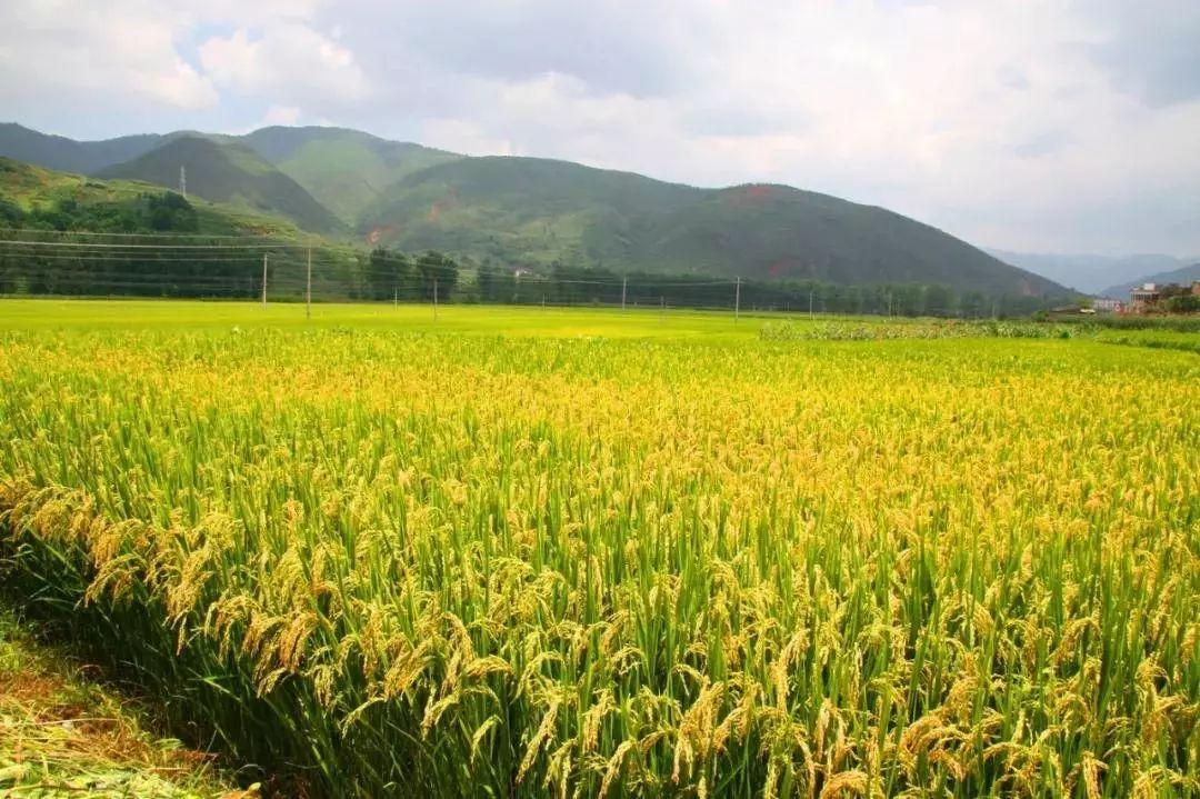 “十四五”时期中国要打种业翻身仗，中国农科院有六大部署