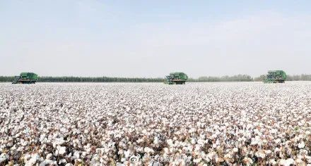 新疆棉花有多牛？！