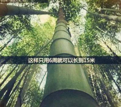 从竹子的成长过程联想到投资的历程
