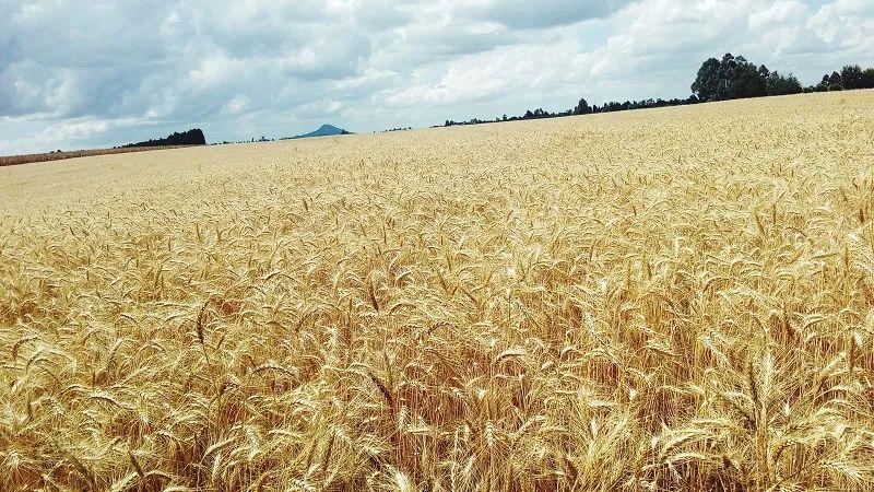 粮农组织：6月全球粮食商品价格年内首涨 全年谷物产量料创纪录高位
