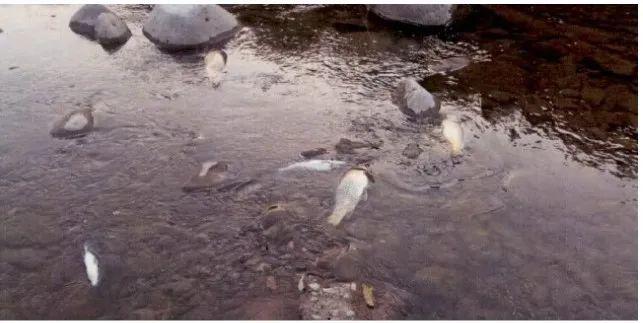 杭州4男子在自来水取水地毒鱼致全村停水，因非法捕捞获刑