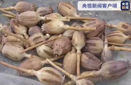 云南大理一男子非法种植7144株罂粟被提起公诉