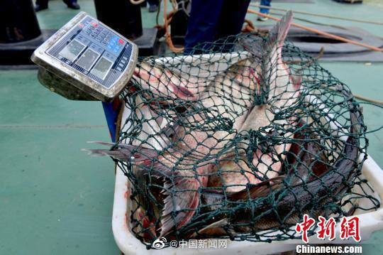 农业农村部：禁止以长江野生鱼为噱头宣传营销