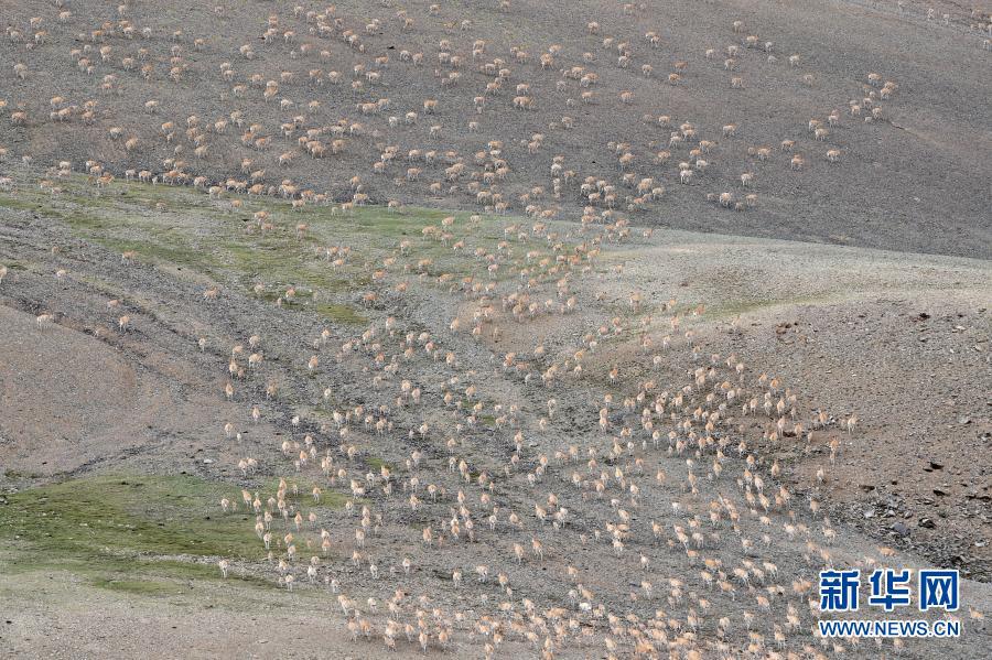 西藏藏羚羊种群数量已超过20万只