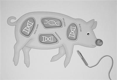 美国基因编辑猪获批上市，对肉类过敏人群可放心安全食用
