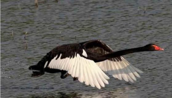 当心！2021年可能飞出这11大“黑天鹅”！
