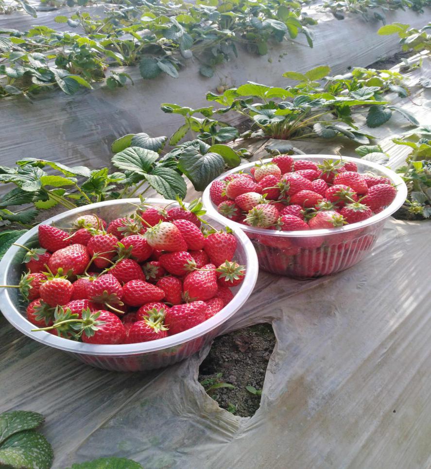 盐碱地上种出“精品”草莓，“大棚工厂”给新疆莎车县带来这些改变