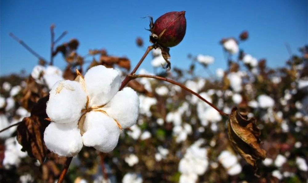 棉花的历史：全球资本主义的殖民与奴役