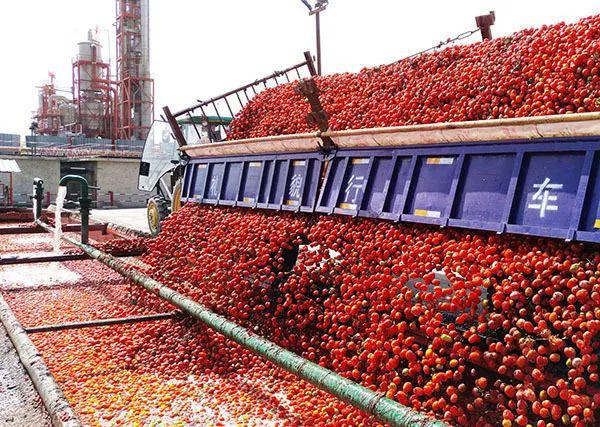 突发！日媒称日本“番茄酱之王”停止进口新疆番茄