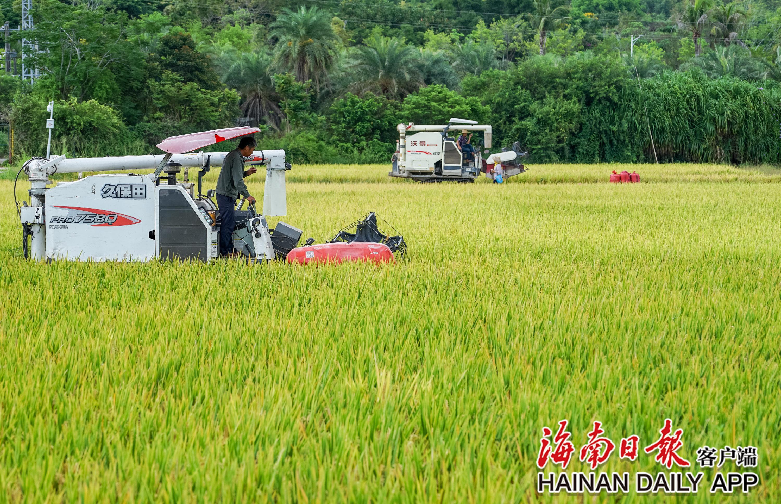 袁隆平超级杂交水稻测产传喜讯：平均亩产1004.83公斤