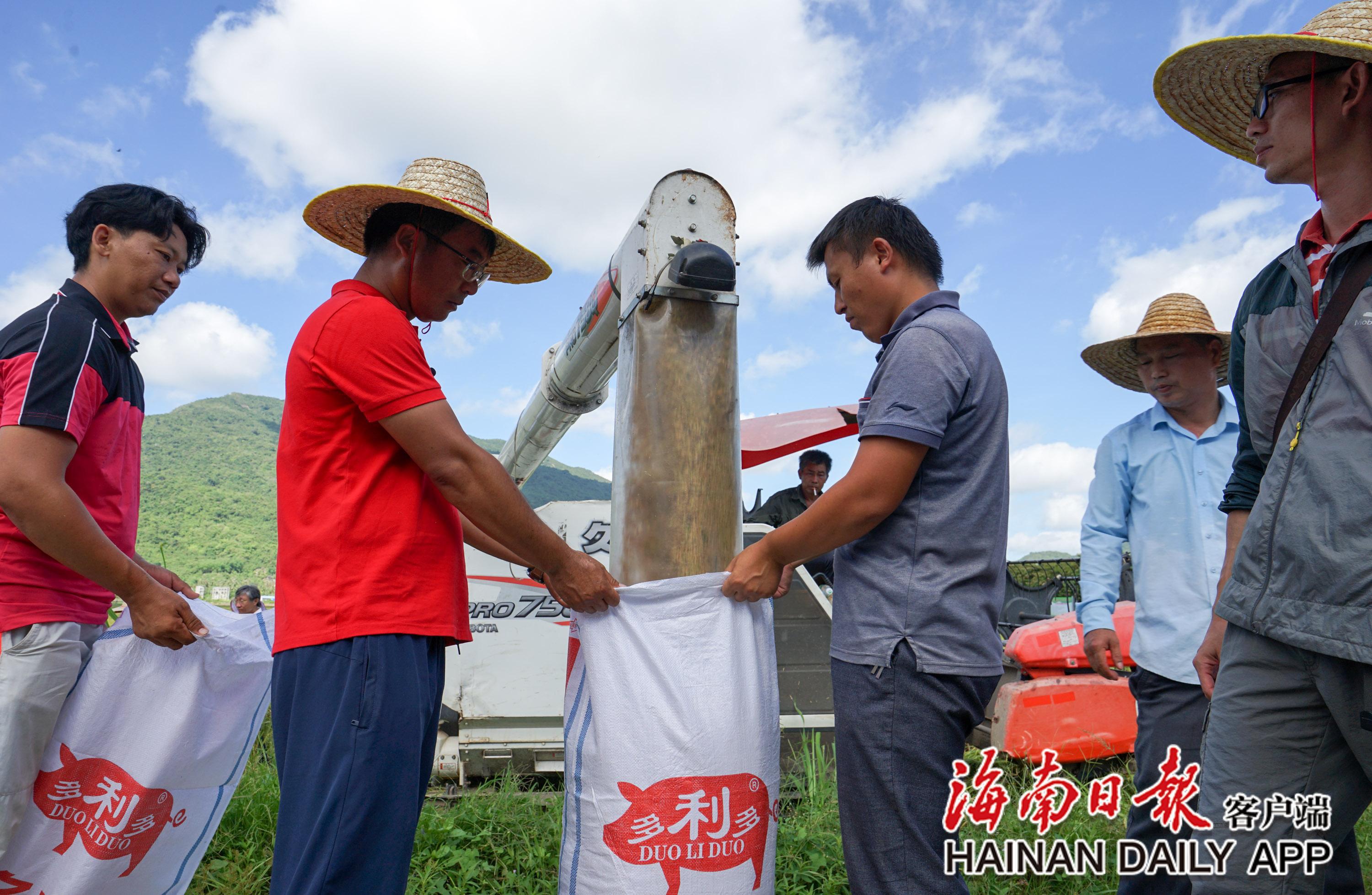 袁隆平超级杂交水稻测产传喜讯：平均亩产1004.83公斤