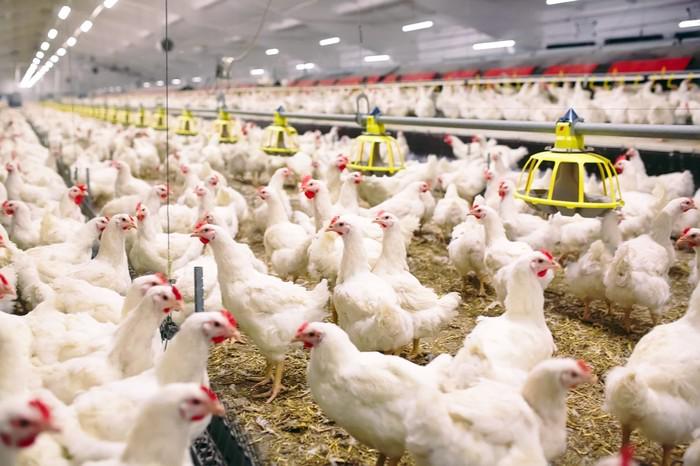 Kemitraan Ternak Ayam Masih Menjanjikan di Masa Pandemi, Nih Buktinya
