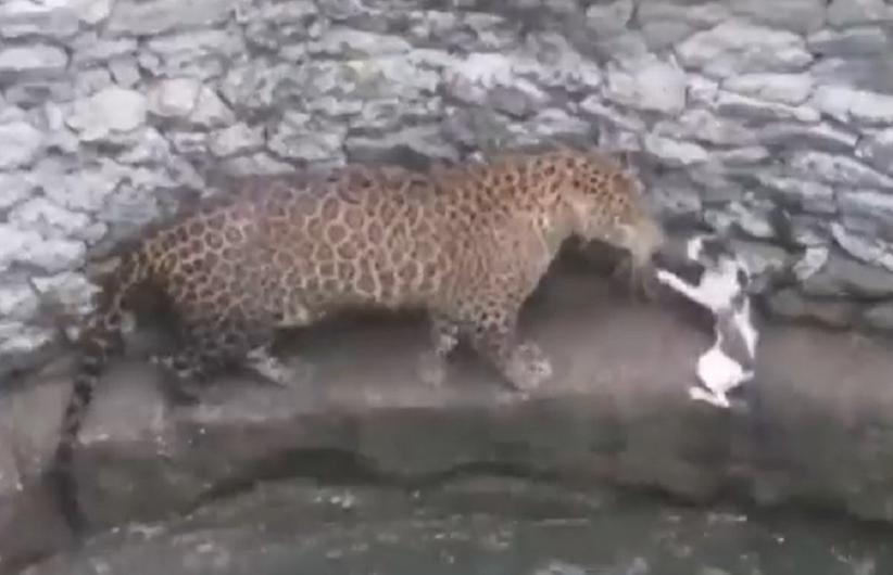 Viral, Kucing dan Macan Tutul Berkelahi setelah Jatuh ke dalam Sumur