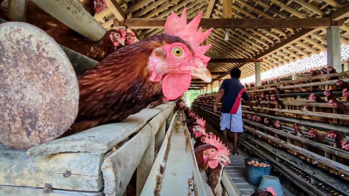 Pemerintah Diminta Cari Solusi Konkret Selamatkan Peternak Ayam Petelur