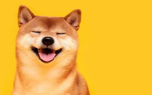 'Coin chó Shiba Inu' lập kỷ lục mới: Tăng như trò đùa gần 50% trong 24h, trở thành đồng tiền mã hóa lớn thứ 11 thế giới