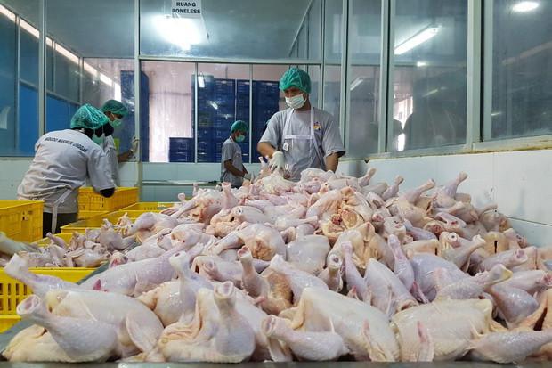 Gandeng SII, Widodo Makmur (WMPP) Bakal Ekspor Produk Daging Ayam ke China