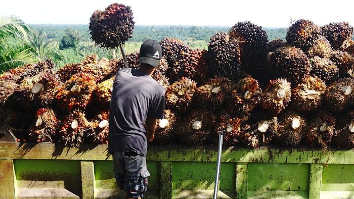 Holding Perkebunan Mau Bentuk PalmCo, Industri Diramal Moncer