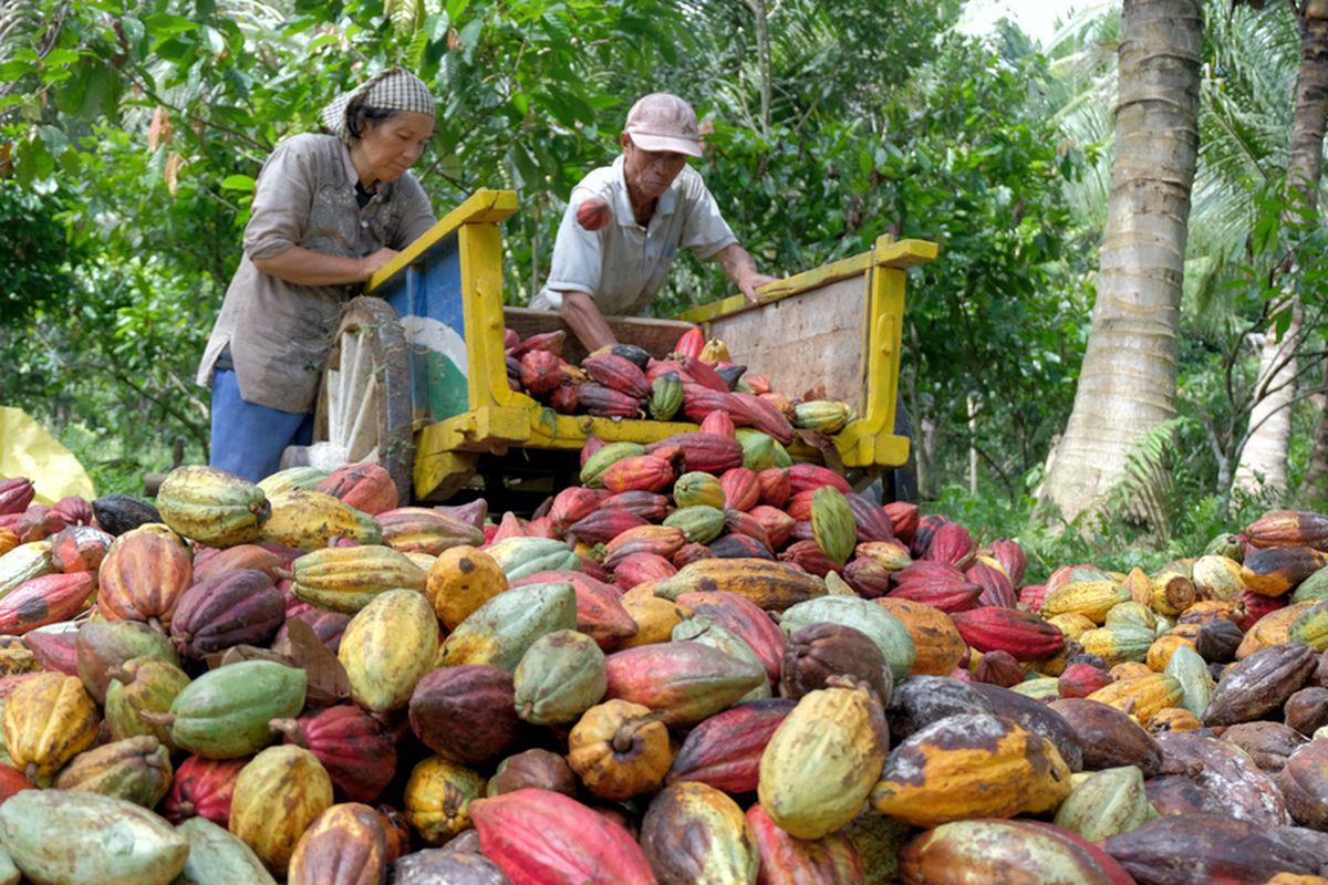 Produk Olahan Kakao RI Mendunia