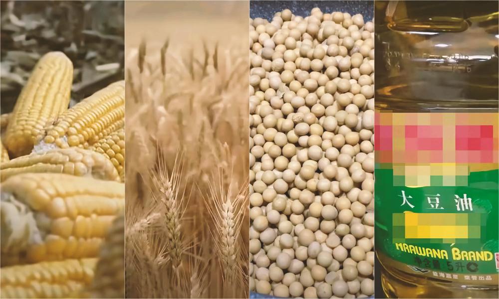 大豆 玉米 蒲式耳 乌克兰 美国 上涨