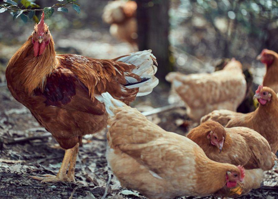 禽流感 祖代 疫情 养殖场 引种 家禽