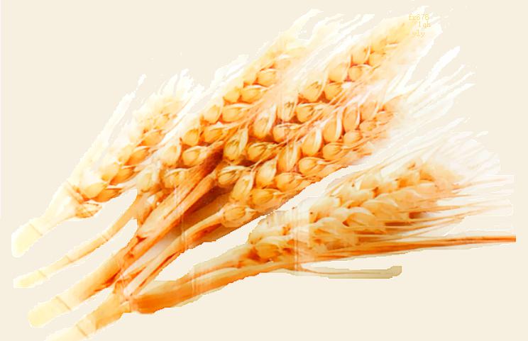 CBOT小麦可能重新测试5.41美元的支撑位