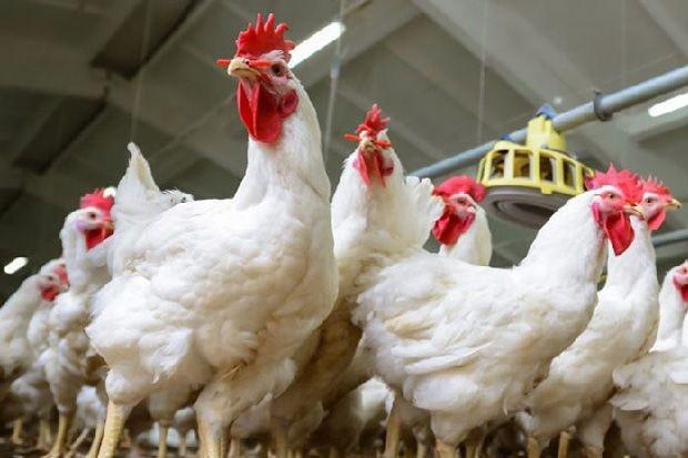 Punya Tanah 2 Hektare, Janu Putra (AYAM) akan Bangun Fasilitas Ayam Petelur di IKN