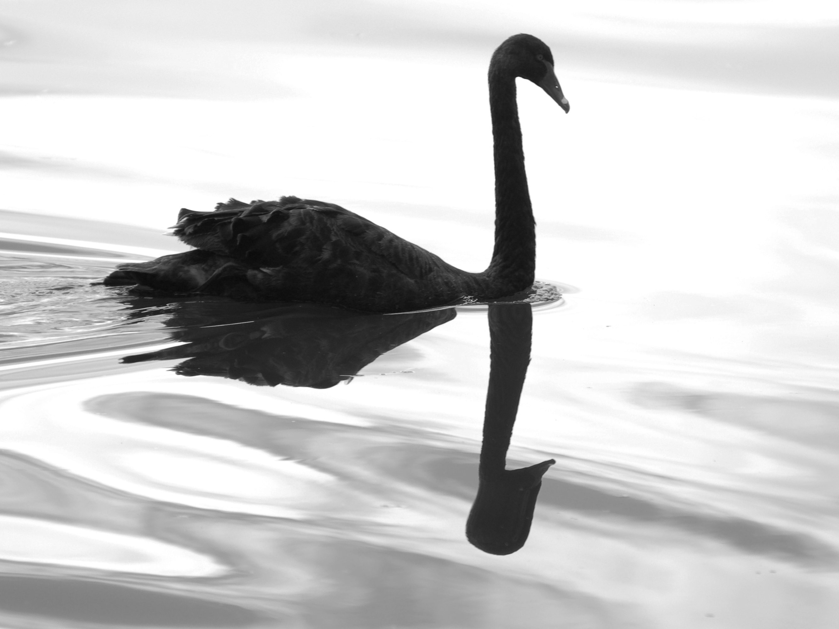Understanding Black Swan Events
