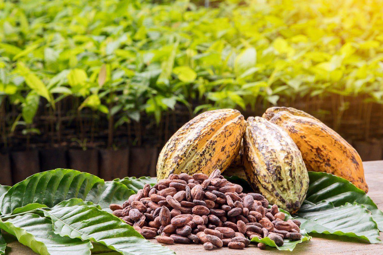 Harga Kakao Dunia Tembus USD9 Ribu per Ton, Lebih Mahal daripada Tembaga