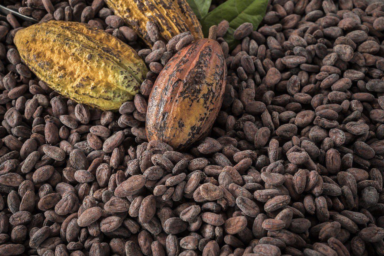 Harga Kakao Dunia Tembus Rp158 Juta per Ton, Produksi Indonesia Malah Loyo