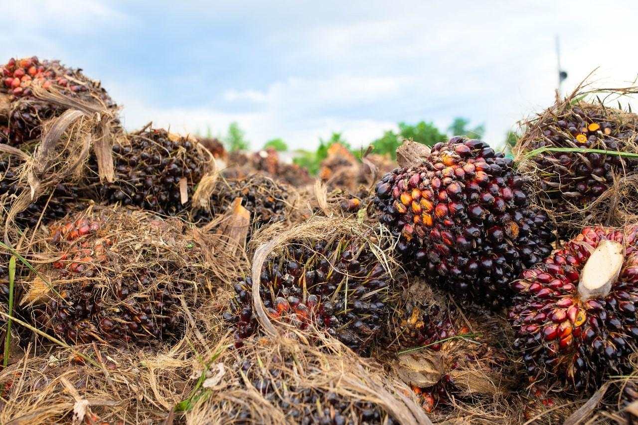 Harga CPO Terkoreksi setelah Naik 4 Hari Beruntun