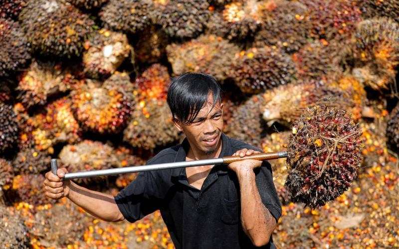 Harga CPO Naik Tajam 5 Persen dalam Tiga Hari