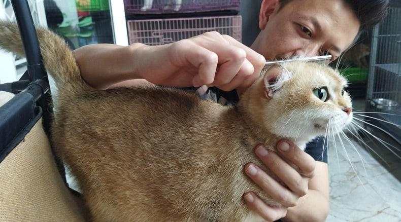 Intip Kisaran Harga Kucing Kaki Pendek yang Sedang Banyak Dicari Cat Lovers 2024