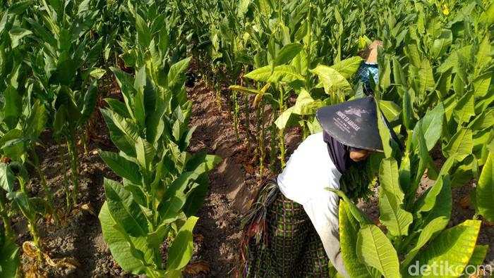 Bakal Atur Produk Tembakau, Pemerintah Diminta Perhatikan Hal Ini