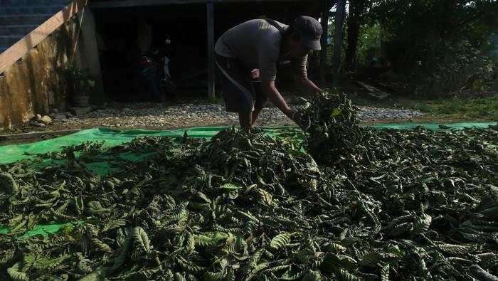 Kata Menteri Jokowi Hilirisasi Kratom Bisa Raup Rp 90 Juta/Kg