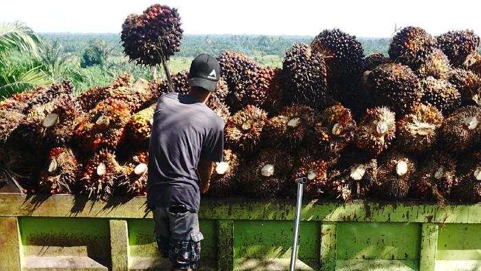 Produksi Sawit Lesu, Ini Biang Keroknya